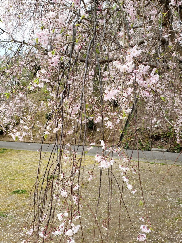 幸田町観光協会 しだれ桜の開花状況
